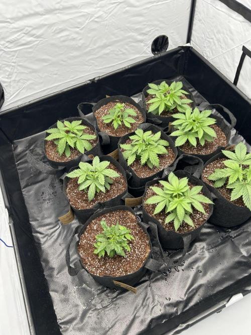Original Oreoz. Week 4