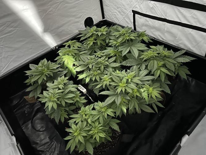 Original Oreoz. Week 5