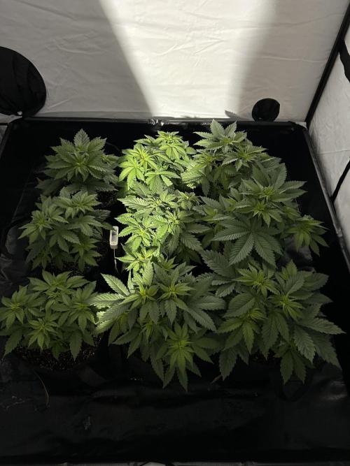 Original Oreoz. Week 5