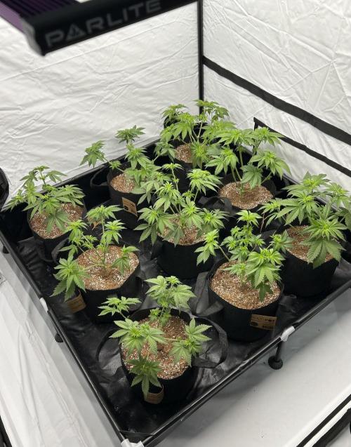 Original Oreoz. Week 6
