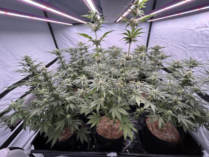 Original Oreoz. Week 9 - Just following the Athena grow chart - everything looking great. Super smelly