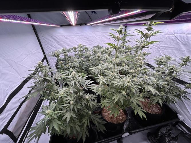 Original Oreoz. Week 9