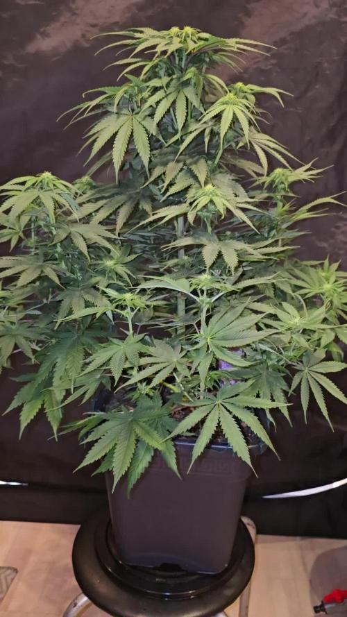 Anesia Seeds - Chimera Cut