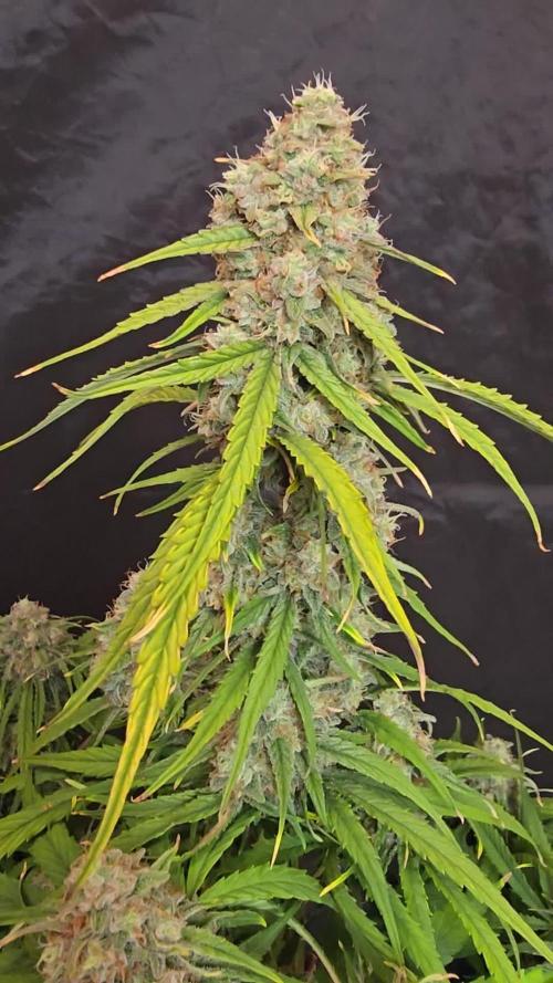 Zamnesia -Pineapple Express (F1 Auto)