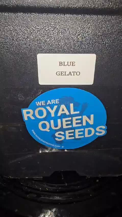 ROYAL QUEEN SEEDS  Blue Gelato