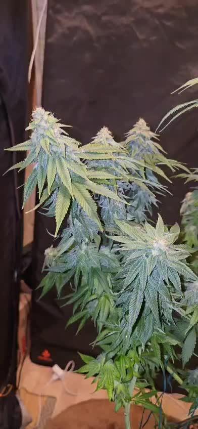 🚀Dutch Passion - Melonads Runtz🚀