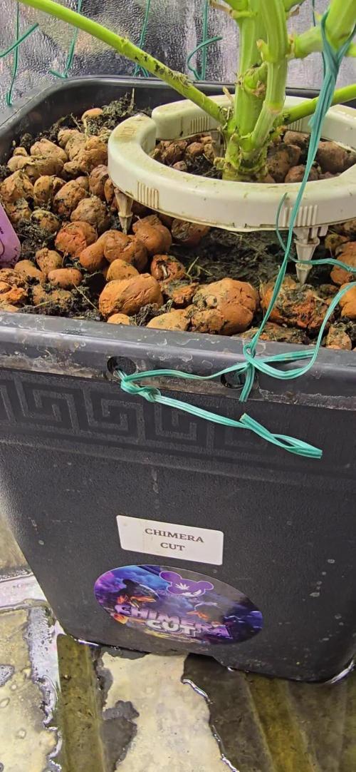 Anesia Seeds - Chimera Cut