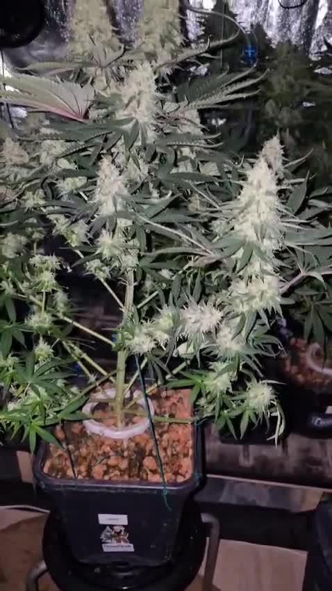 Divine Seeds  - Opium
