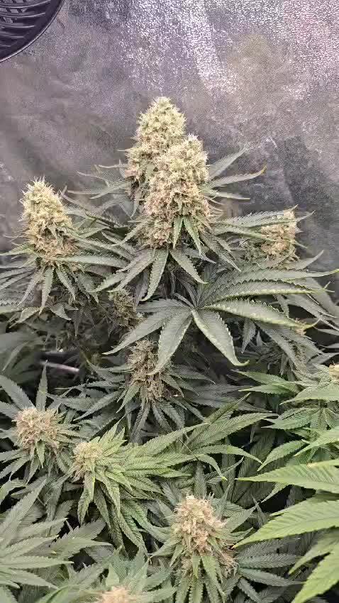 Divine Seeds  - Opium