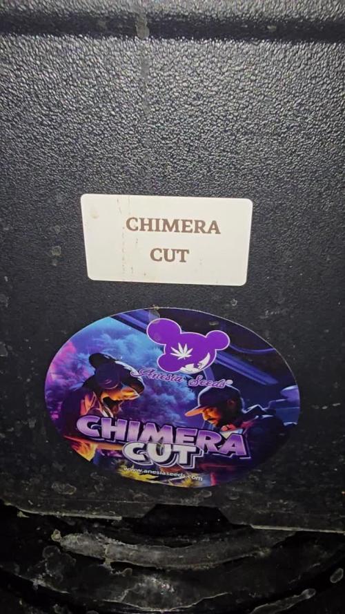 Anesia Seeds - Chimera Cut