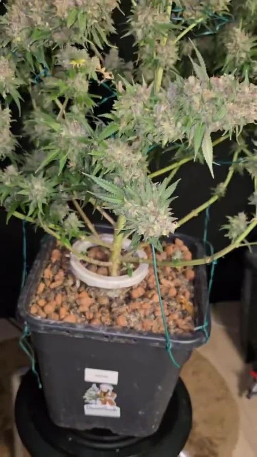 Divine Seeds  - Opium