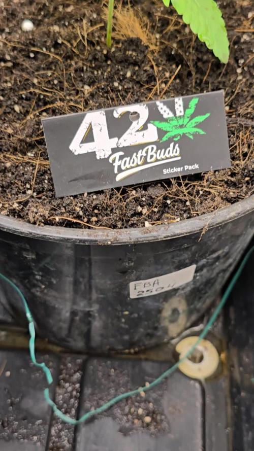 Test FBA 2504 42Fast Buds