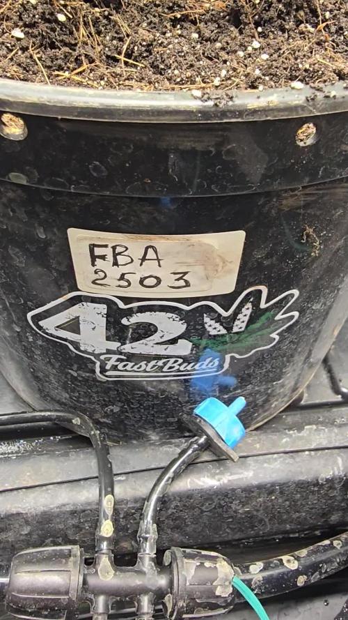 💪Tester FBA2503 - 42Fast Buds💪