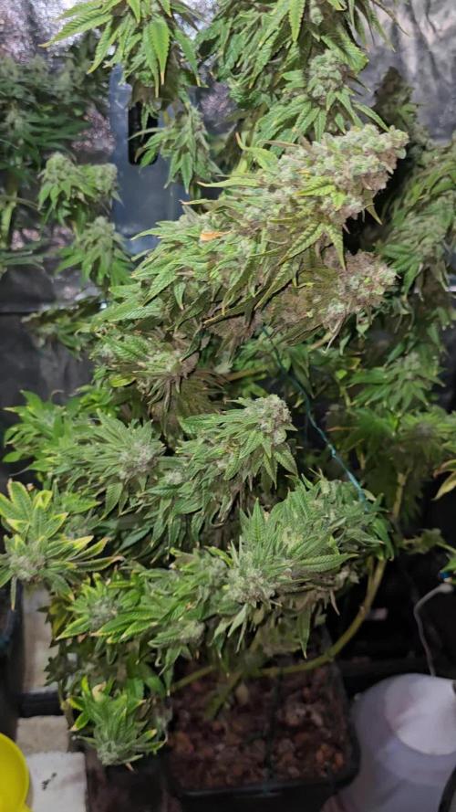 🚀Dutch Passion - Melonads Runtz🚀