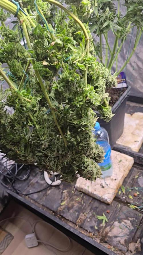 🚀Dutch Passion - Melonads Runtz🚀