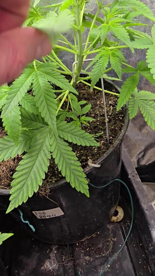Test FBA 2504 42Fast Buds