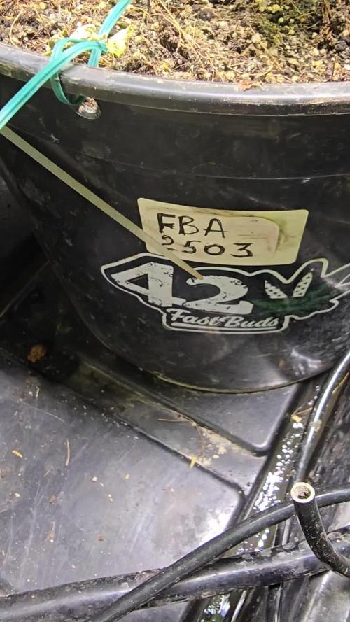 💪Tester FBA2503 - 42Fast Buds💪