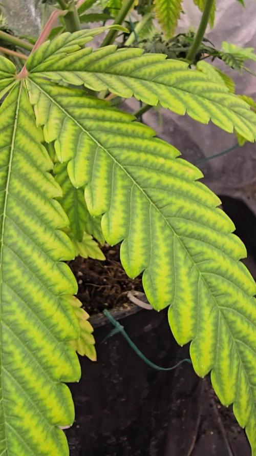 Test FBA 2504 42Fast Buds
