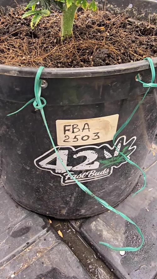 💪Tester FBA2503 - 42Fast Buds💪