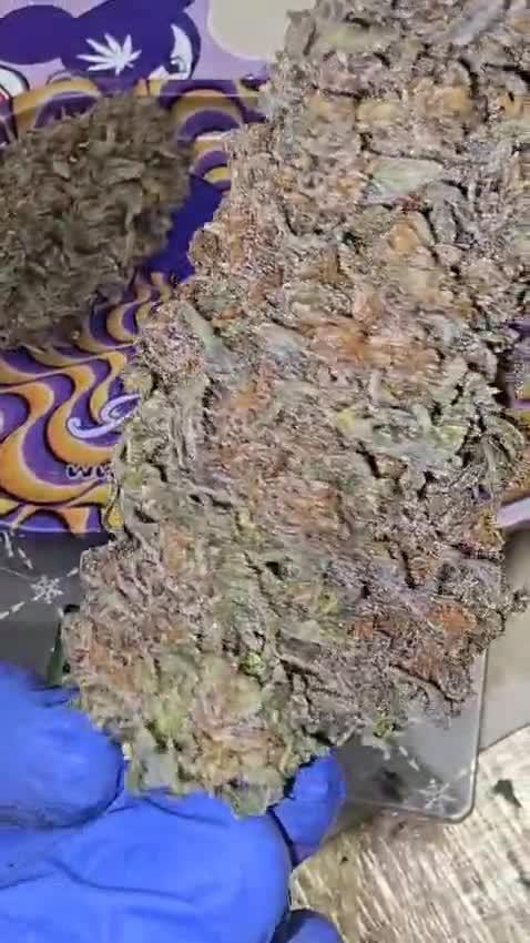 Anesia Seeds - Chimera Cut