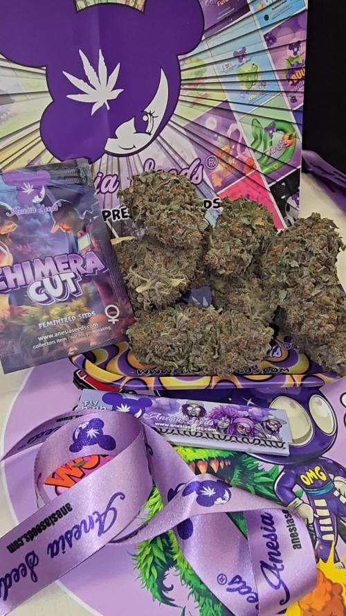 Anesia Seeds - Chimera Cut