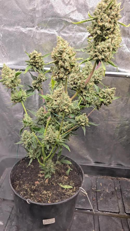 🏆Tester FBA2502 -42Fast Buds🏆