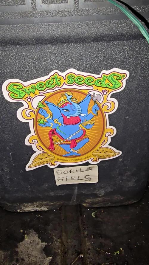 Sweet Seeds Gorilla Girl