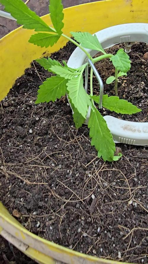 SEEDSTOCKERS -AMARETTO TARMAC AUTO