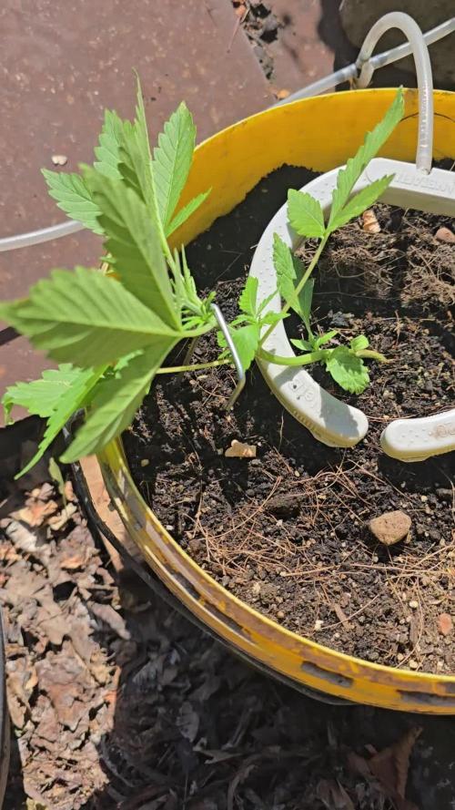 SEEDSTOCKERS -AMARETTO TARMAC AUTO