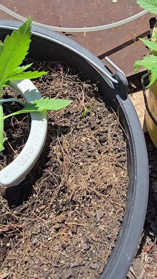 SWEET SEEDS  Red Hot Cookies