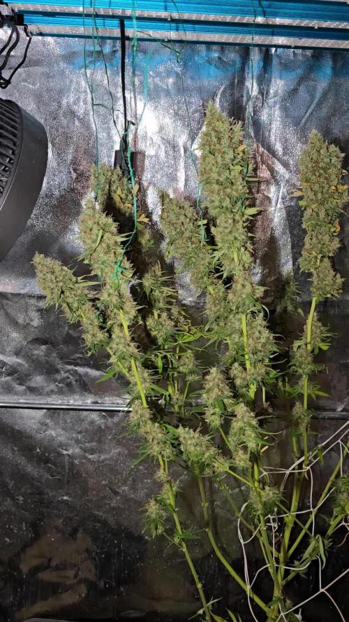 Sweet Seeds Gorilla Girl