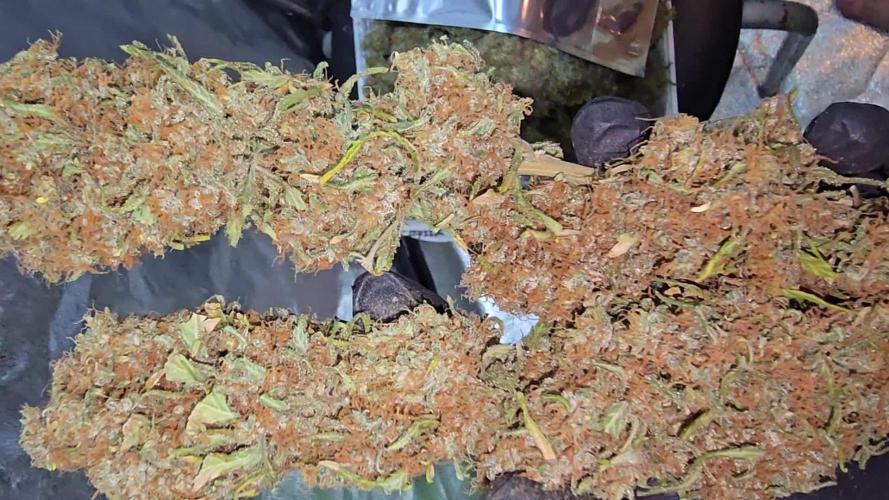 Seeds Mafia Creamy Beast Turbo Feminized