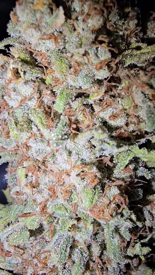 Seeds Mafia  - Amnesia X3 Turbo Feminized