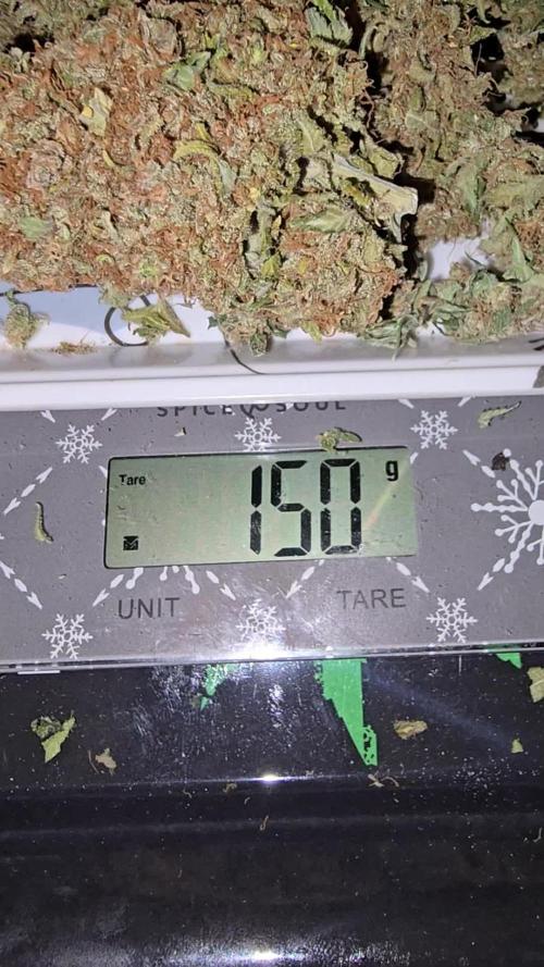 Divine Seeds  - Opium