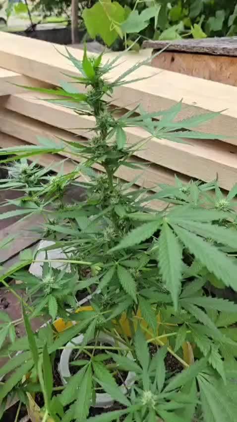 SEEDSTOCKERS -AMARETTO TARMAC AUTO