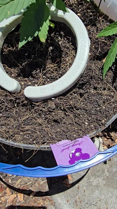 Anesia Seeds  - Sticky Boof Auto