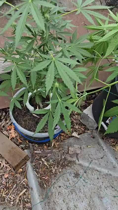 Anesia Seeds  - Sticky Boof Auto