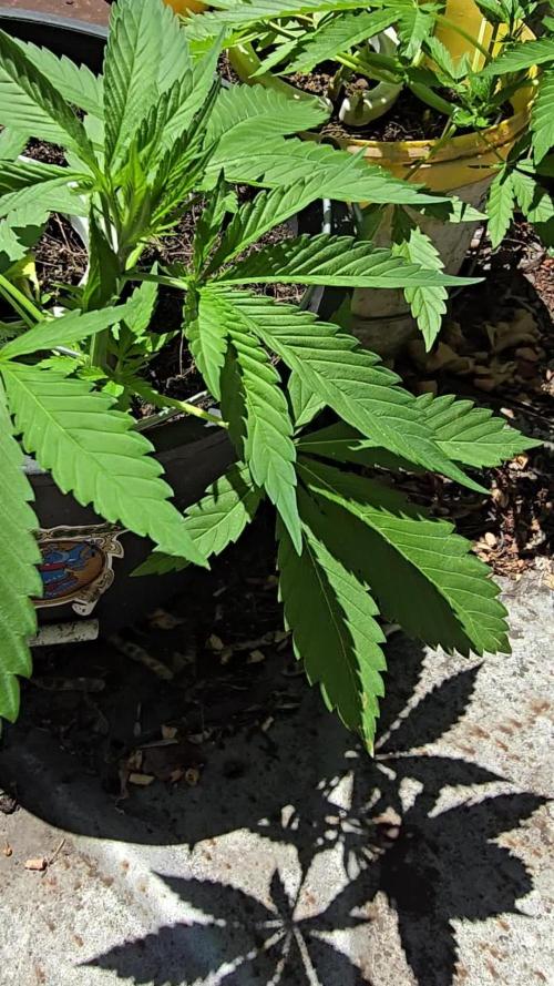 SWEET SEEDS  Red Hot Cookies
