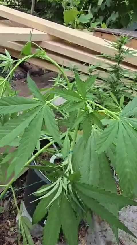 SWEET SEEDS Red Hot Cookies