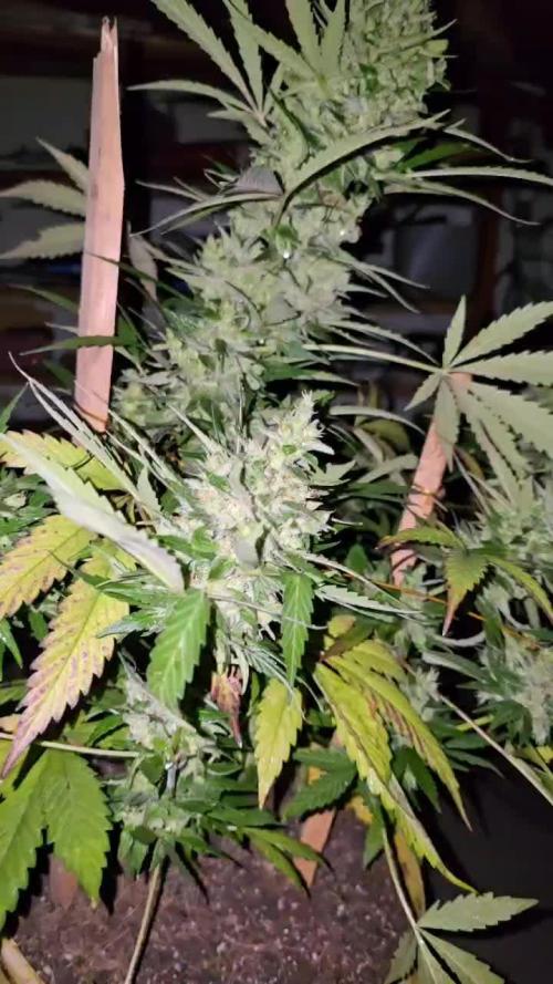 SEEDSTOCKERS -AMARETTO TARMAC AUTO