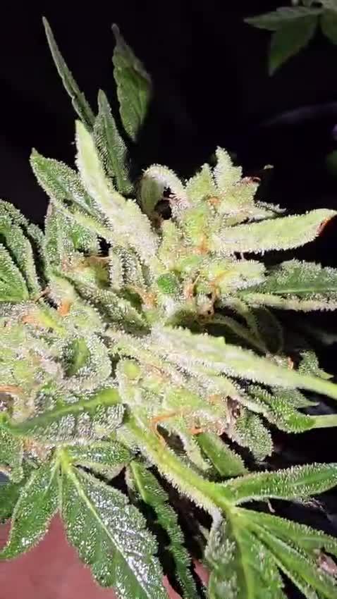 Anesia Seeds - Sticky Boof Auto