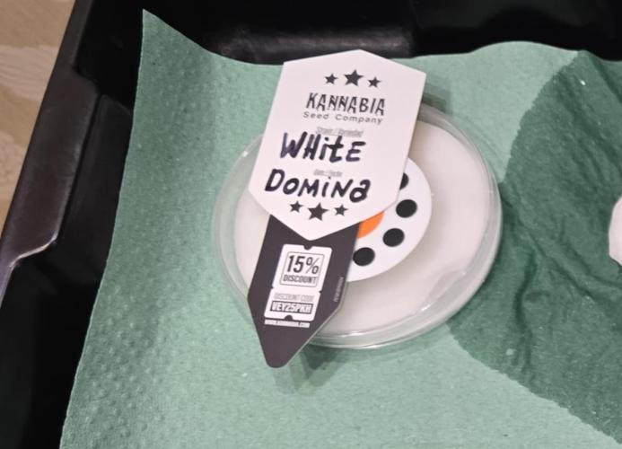 Kannabia Seed Company - White Domina. Week 0