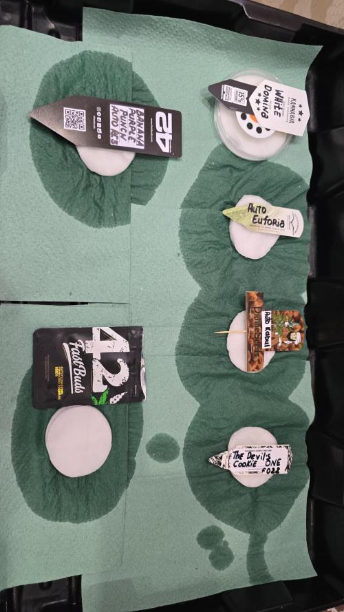 Kannabia Seed Company - White Domina. Week 0