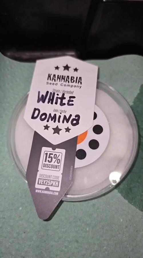 Kannabia Seed Company - White Domina