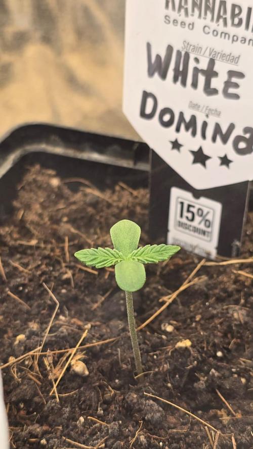 Kannabia Seed Company - White Domina. Week 0