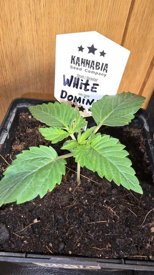 Kannabia Seed Company - White Domina. Week 2