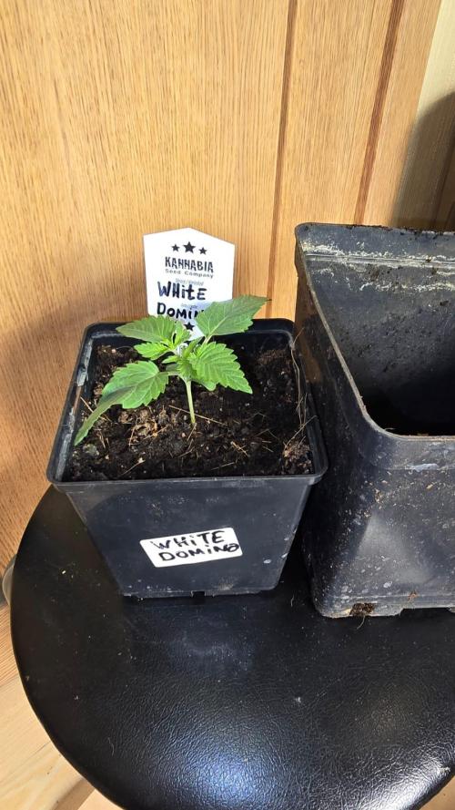 Kannabia Seed Company - White Domina. Week 2
