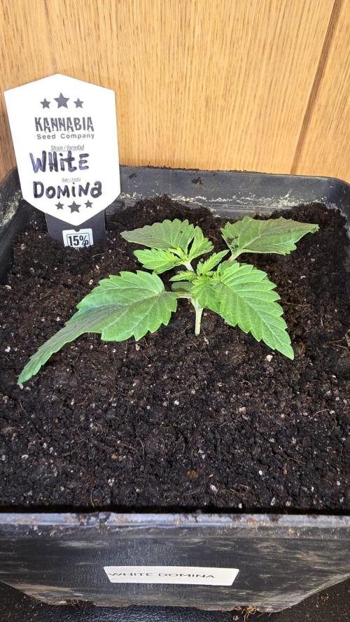 Kannabia Seed Company - White Domina. Week 2