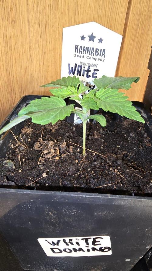 Kannabia Seed Company - White Domina. Week 2