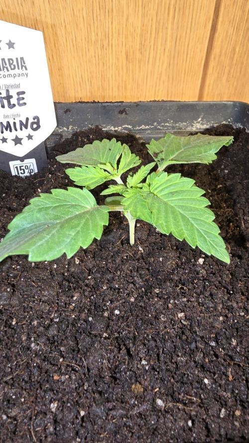 Kannabia Seed Company - White Domina. Week 2